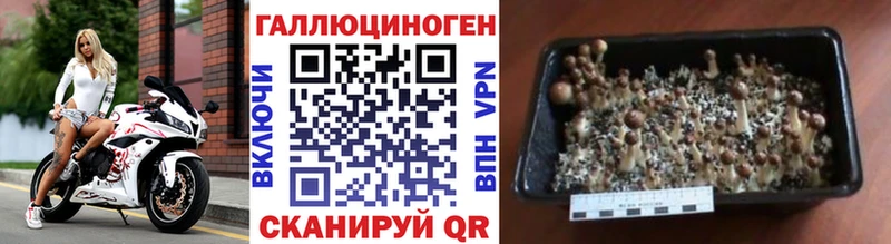 Галлюциногенные грибы Psilocybine cubensis Туапсе