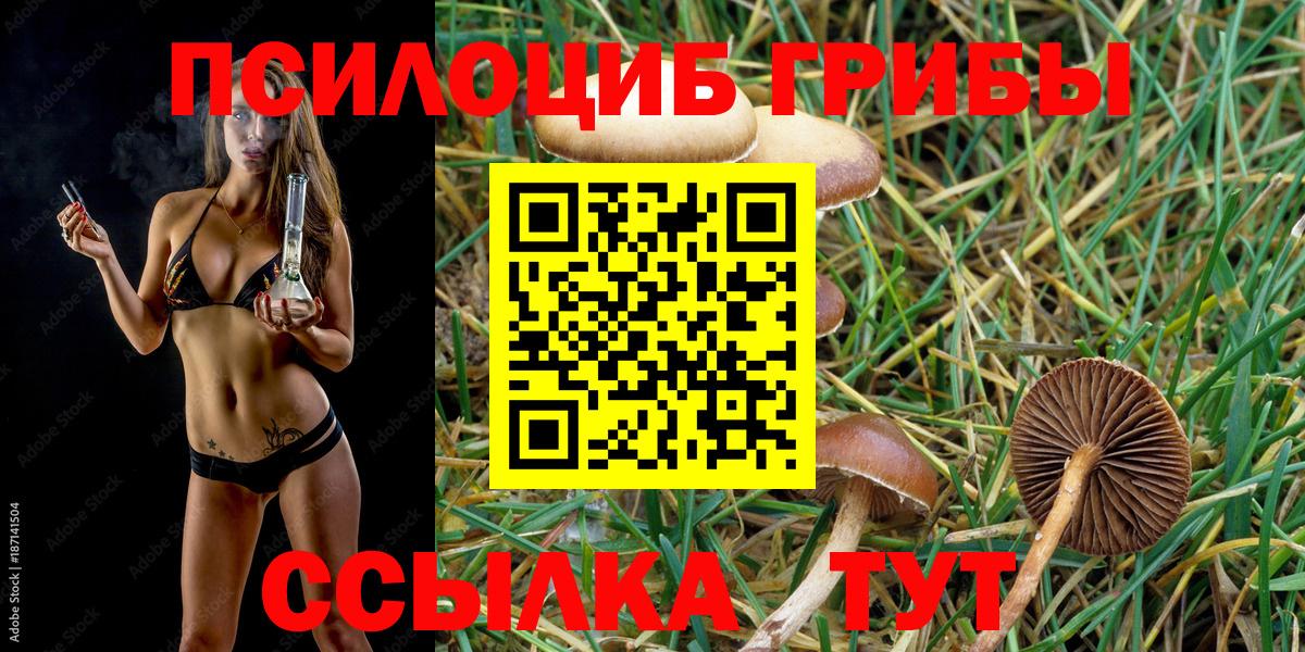 Псилоцибиновые грибы Cubensis  где купить наркоту  Туапсе  Вход с VPN  Псилоцибиновые грибы прущие грибы 